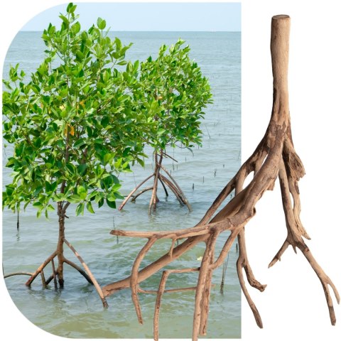 Rhizophora mangle "the Red Mangrove" - korzeń S Rhizophora mangle "the Red Mangrove" - korzeń S
