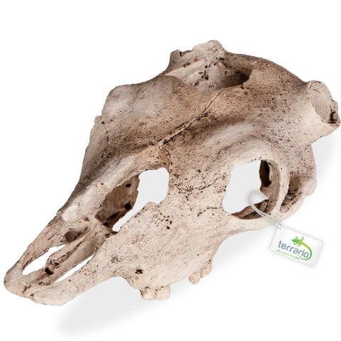 Terrario Buffalo Skull - czaszka bizona do terrarium 21x12x8 cm Terrario Buffalo Skull - czaszka bizona do terrarium 21x12x8 cm