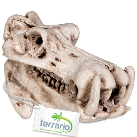 Terrario Hippo Skull - czaszka hipopotama do terrarium 5x3x3 cm Terrario Hippo Skull - czaszka hipopotama do terrarium 5x3x3 cm
