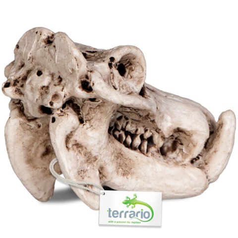 Terrario Hippo Skull - czaszka hipopotama do terrarium 5x3x3 cm Terrario Hippo Skull - czaszka hipopotama do terrarium 5x3x3 cm