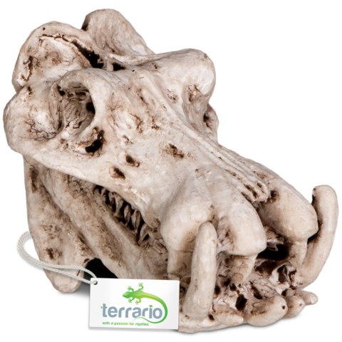 Terrario Hippo Skull - czaszka hipopotama do terrarium 5x3x3 cm Terrario Hippo Skull - czaszka hipopotama do terrarium 5x3x3 cm
