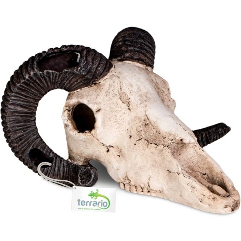 Terrario Ram Skull - czaszka barana do terrarium 19x16x11 cm Terrario Ram Skull - czaszka barana do terrarium 19x16x11 cm