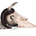 Terrario Ram Skull - czaszka barana do terrarium 19x16x11 cm