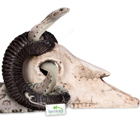 Terrario Ram Skull - czaszka barana do terrarium 19x16x11 cm Terrario Ram Skull - czaszka barana do terrarium 19x16x11 cm
