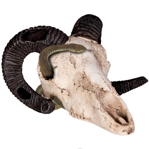 Terrario Ram Skull - czaszka barana do terrarium 19x16x11 cm Terrario Ram Skull - czaszka barana do terrarium 19x16x11 cm