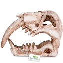Terrario Sabertooth Skull - czaszka tygrysa do terrarium 13x8,5x11 cm