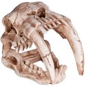 Terrario Sabertooth Skull - czaszka tygrysa do terrarium 13x8,5x11 cm