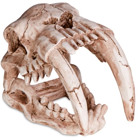 Terrario Sabertooth Skull - czaszka tygrysa do terrarium 13x8,5x11 cm Terrario Sabertooth Skull - czaszka tygrysa do terrarium 13x8,5x11 cm