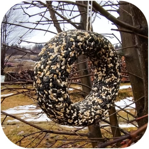 Gami Ringo XL słonecznikowe 0,8 kg - pokarm dla ptaków Gami Ringo XL słonecznikowe 0,8 kg - pokarm dla ptaków