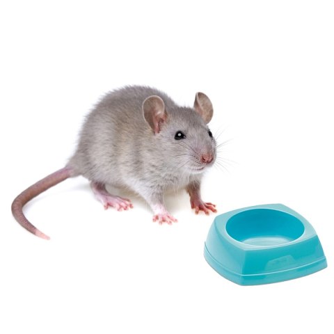 Savic Rodent Bowl - miska dla gryzonia 8x8x3,5cm Savic Rodent Bowl - miska dla gryzonia 8x8x3,5cm