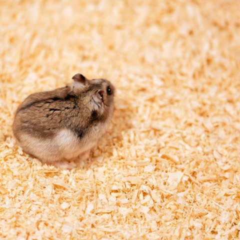 Terrario Ark Softnest 3kg - trociny dla gryzoni 45l Terrario Ark Softnest 3kg - trociny dla gryzoni 45l