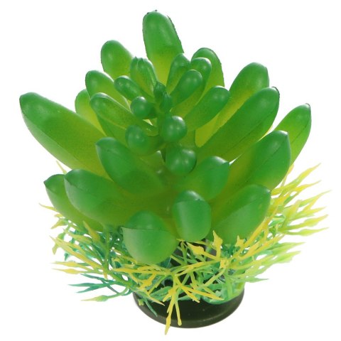 Bello Plant - The Bulb Succulent - roślina S do obrazów 3D Bello Plant - The Bulb Succulent - roślina S do obrazów 3D