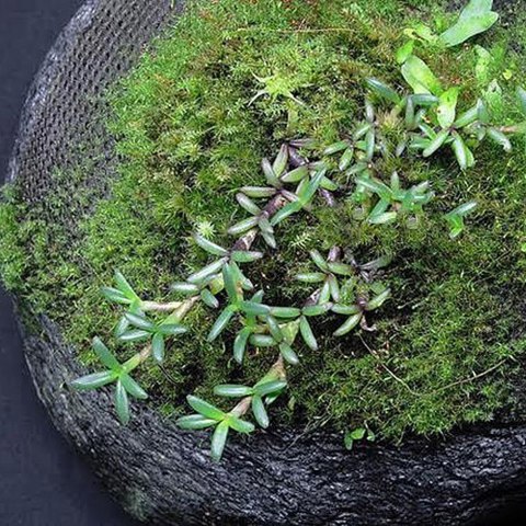 Wacool Rainforest Plant Cotton 290x290mm - hydrolon Wacool Rainforest Plant Cotton 290x290mm - hydrolon