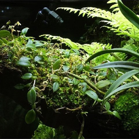 Wacool Rainforest Plant Cotton 440x440m - hydrolon Wacool Rainforest Plant Cotton 440x440m - hydrolon