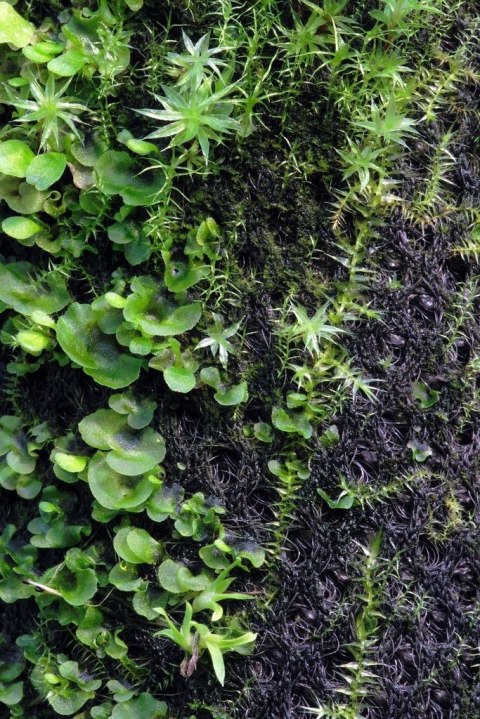 Wacool Rainforest Plant Cotton 590x440mm - hydrolon Wacool Rainforest Plant Cotton 590x440mm - hydrolon