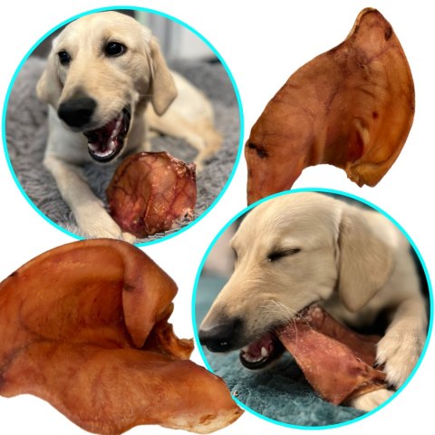 Dogario Bonni Pig's Ear L - duże wieprzowe ucho oferta hurtowa x50 Dogario Bonni Pig's Ear L - duże wieprzowe ucho oferta hurtowa x50