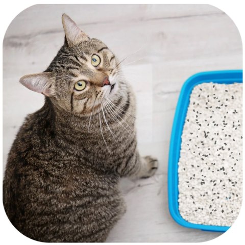 Hilton Cat Litter Carbon - żwirek bentonitowy z węglem dla kota 5l Hilton Cat Litter Carbon - żwirek bentonitowy z węglem dla kota 5l