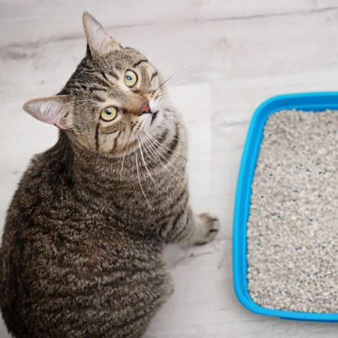 Hilton Cat Litter White Soap 5l - żwirek biały bentonitowy o zapachu mydła Hilton Cat Litter White Soap 5l - żwirek biały bentonitowy o zapachu mydła