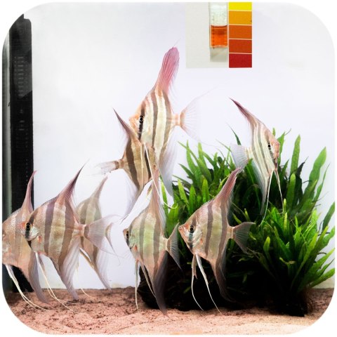 Neo Cap Tropical Booster - 20 kapsułek pożywka dla bakterii i czyszczenie wody Neo Cap Tropical Booster - 20 kapsułek pożywka dla bakterii i czyszczenie wody