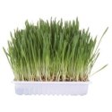 TRIXIE Trawa dla kota pojemnik 100g 4235 TRIXIE
