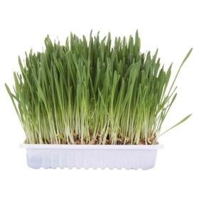 TRIXIE Trawa dla kota pojemnik 100g 4235 TRIXIE