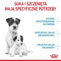 ROYAL CANIN Starter Mini Mother & Babydog - sucha karma dla szczeniąt i suk w ciąży oraz okresie laktacji - 1 kg Royal Canin