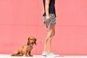 ZEE DOG Smycz Phantom L