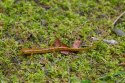 Komodo Habitat Moss 100g - mech torfowiec