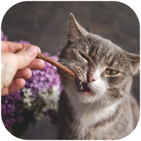 GimCat Sticks Kitten - kiełbaski indyk i wapno 3 sztuki
