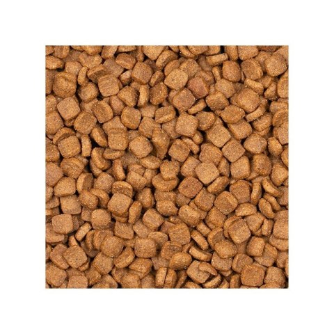 Voskes Kitten Chicken - sucha karma dla kociąt z kurczakiem 2kg Voskes