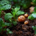 Terrario Helixa Ground 1l - podłoże dla ślimaków