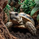 Terrario TerraTrek Shell 5l - podłoże dla małych żółwi lądowych