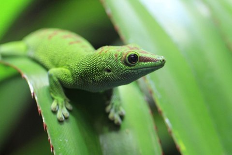 Repti-Zoo Terrarium AK 21x21x30