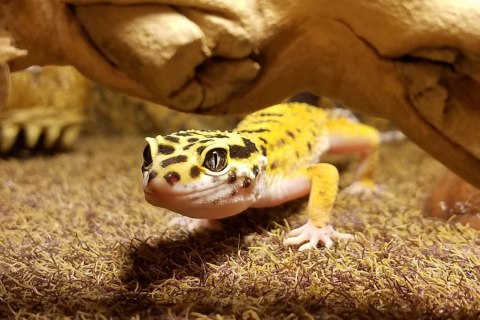 Repti-Zoo Terrarium AK 21x21x30