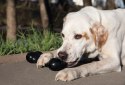 KONG Company Extreme Goodie Bone M