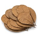 Kruger Meier Shrimp Leaves XL - liście ketapangu 10 sztuk