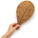 Kruger Meier Shrimp Leaves XL - liście ketapangu 15 sztuk