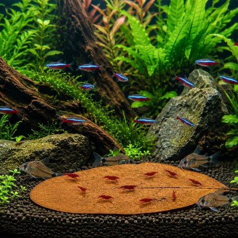 Kruger Meier Shrimp Leaves XL - liście ketapangu 15 sztuk