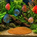 Kruger Meier Shrimp Leaves XL - liście ketapangu 15 sztuk