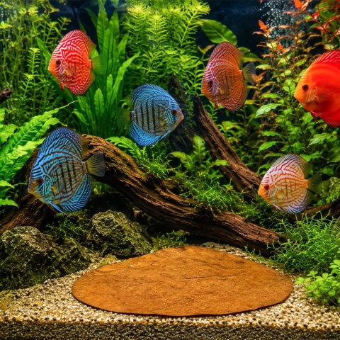 Kruger Meier Shrimp Leaves XL - liście ketapangu 5 sztuk
