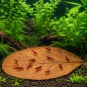 Kruger Meier Shrimp Leaves XL - liście ketapangu 5 sztuk