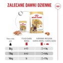 Royal Canin French Bulldog Adult mokra karma dla psów pasztet 12x85g Royal Canin