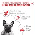 Royal Canin French Bulldog Adult mokra karma dla psów pasztet 12x85g Royal Canin