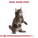 ROYAL CANIN FBN Maine Coon Kitten - sucha karma dla kociąt - 4kg Royal Canin