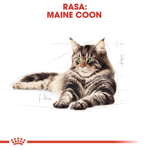 ROYAL CANIN FBN Maine Coon - mokra karma dla dorosłego kota - 12x85g Royal Canin ROYAL CANIN FBN Maine Coon - mokra karma dla dorosłego kota - 12x85g Royal Canin