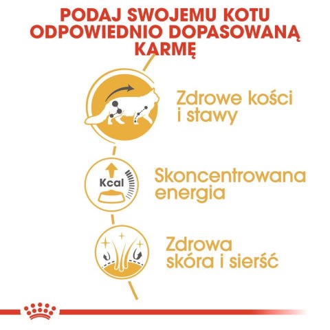 ROYAL CANIN FBN Maine Coon - mokra karma dla dorosłego kota - 12x85g Royal Canin ROYAL CANIN FBN Maine Coon - mokra karma dla dorosłego kota - 12x85g Royal Canin