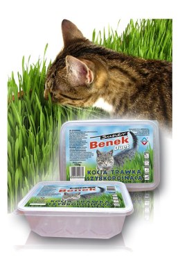 CERTECH Trawa szybkorosnąca - przysmak dla kota 150 g CERTECH