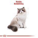 Karma Royal Canin FBN Ragdoll (0,40 kg ) Royal Canin