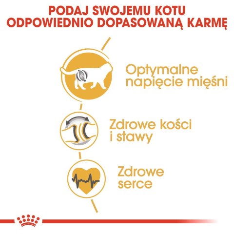 ROYAL CANIN FBN British Shorthair Adult - sucha karma dla dorosłego kota - 2kg Royal Canin ROYAL CANIN FBN British Shorthair Adult - sucha karma dla dorosłego kota - 2kg Royal Canin