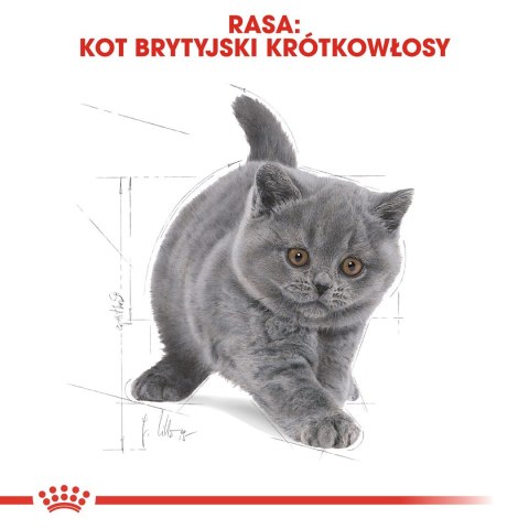 Royal Canin FBN British Shorthair Kitten - sucha karma dla kociąt - 2 kg Royal Canin Royal Canin FBN British Shorthair Kitten - sucha karma dla kociąt - 2 kg Royal Canin